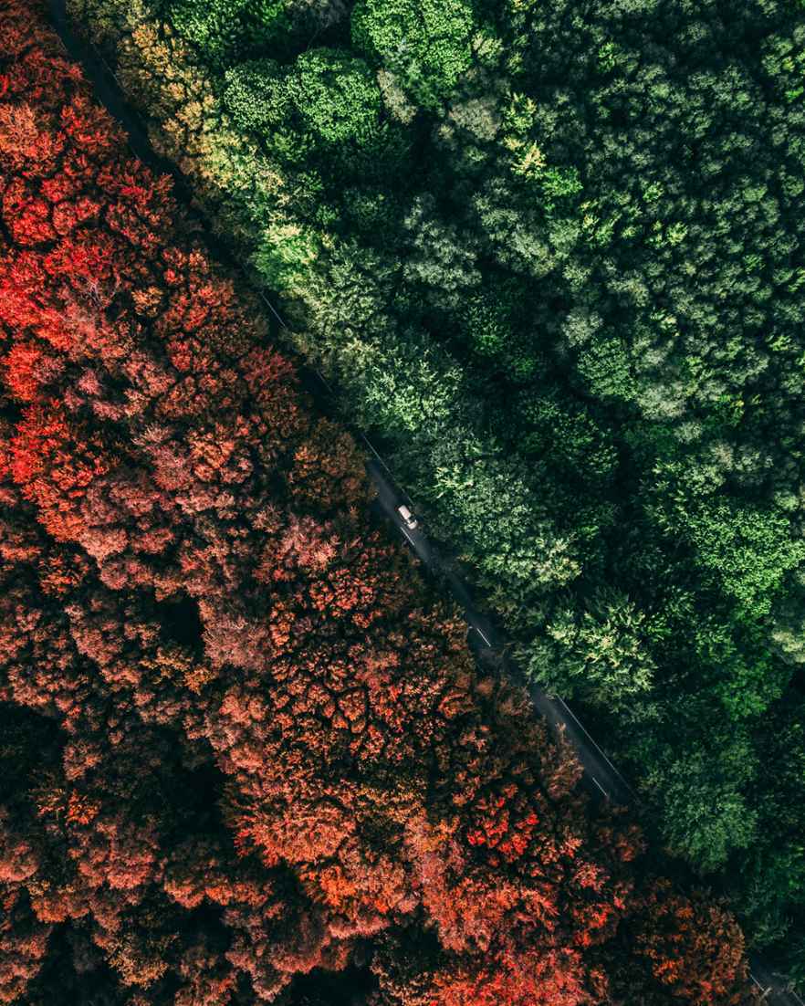 Luchtfoto van een bos met bomen in verschillende kleuren. Midden door het bos loopt een smalle weg.