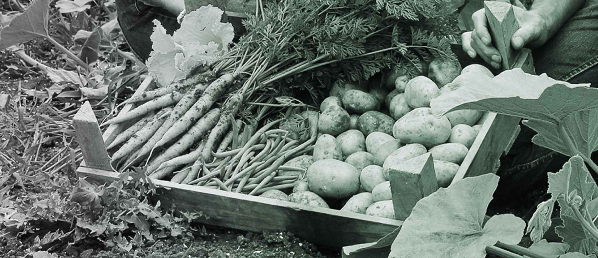 Developing solutions to the global food supply