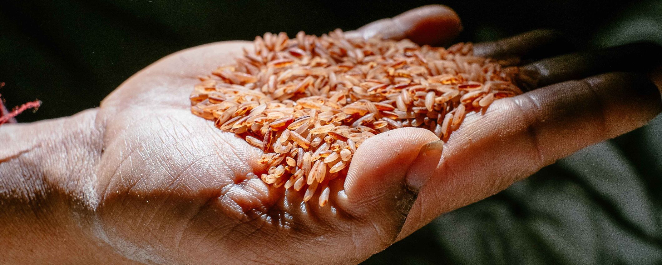 red rice (1mb)