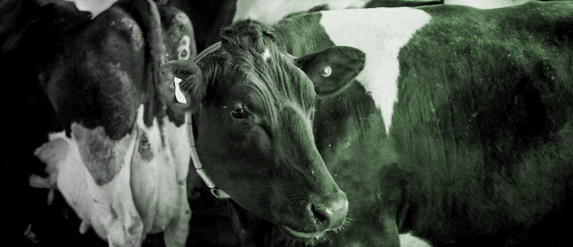 Yeo-Valley-cows-face